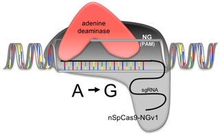 Adenine deaminase fused nSpCas9-NGv1 can induce the A-to-G substitution in the target sequence with NG PAM