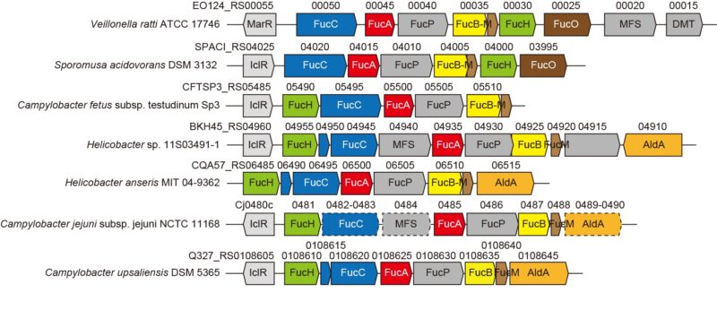 Gene clusters related to novel non-phosphorylative L-fucose pathway from anaerobic and pathogenic bacteria