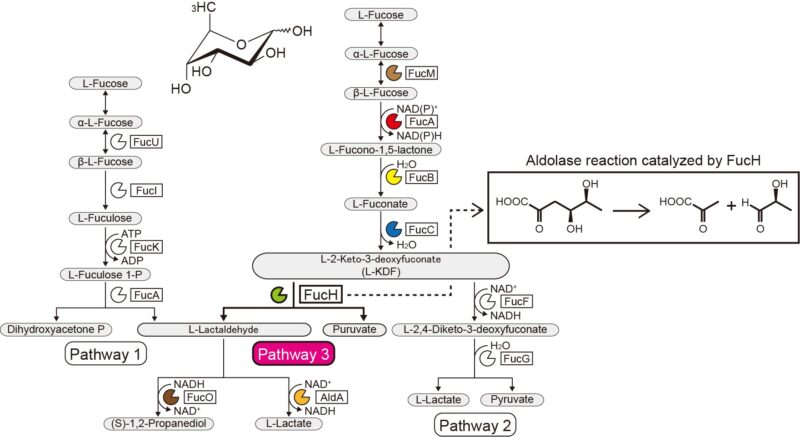 L-Fucose metabolic pathways