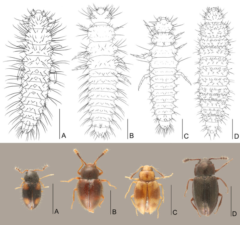 Figure 1. Habitus illustrations of examined larvae and photos of their adults