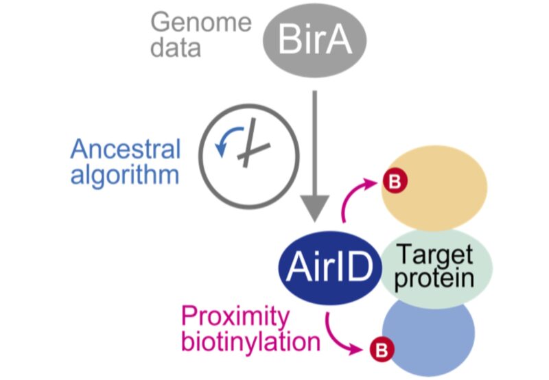 Fig. 1. Biotinylation of proteins interacting with a protein fused with AirID.