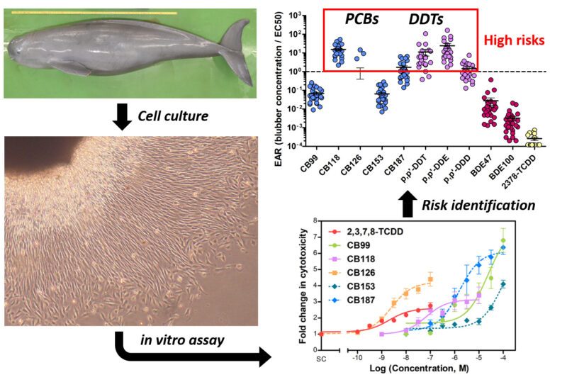 Cell death and risk assessment of finless porpoise fibroblasts by exposure to environmental pollutants.