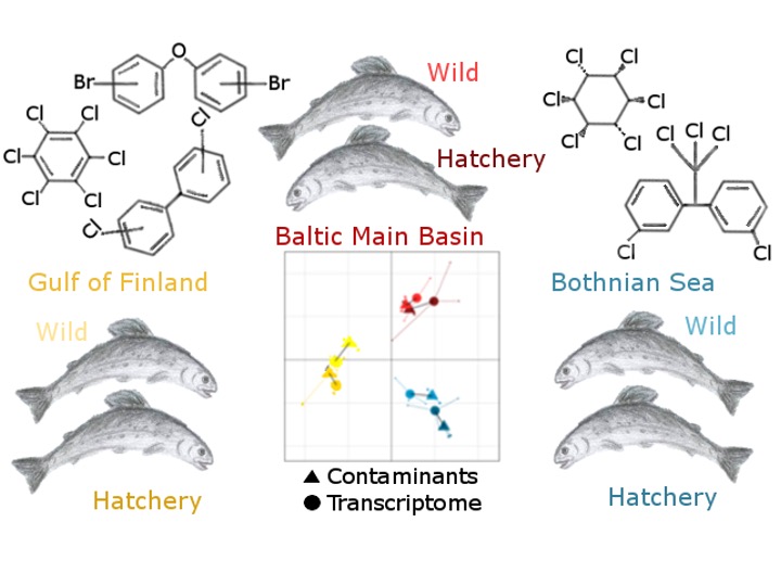 バルト海の3地域から採取したサケの有機ハロゲン化合物濃度と遺伝子発現プロファイルの関係