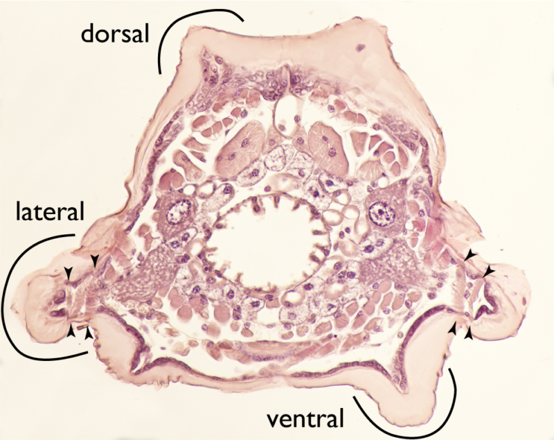 Internal structure reveals lateral lobes containing muscles