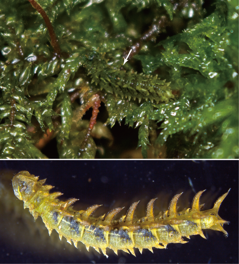 Cylindrotomid cranefly larva uncannily resembling mosses