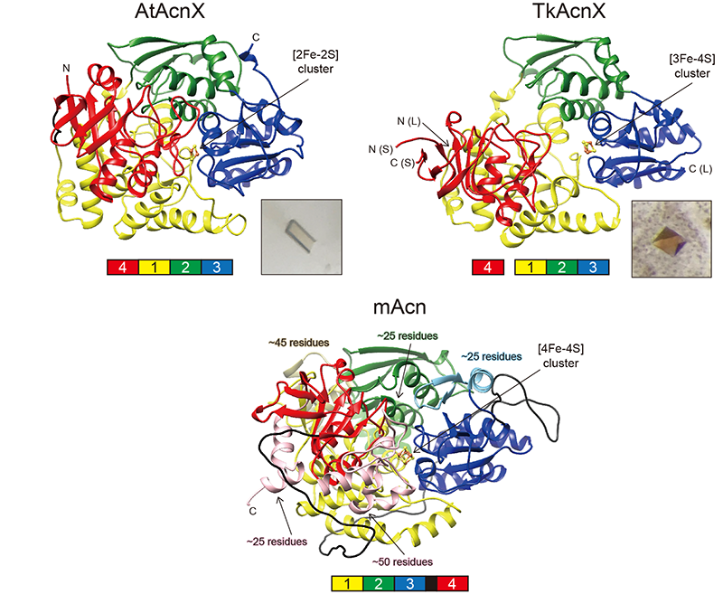 Figure 2. Overall crystal structures of AtAcnX, TkAcnX, and mAcn (aconitase from bovine mitochondria).