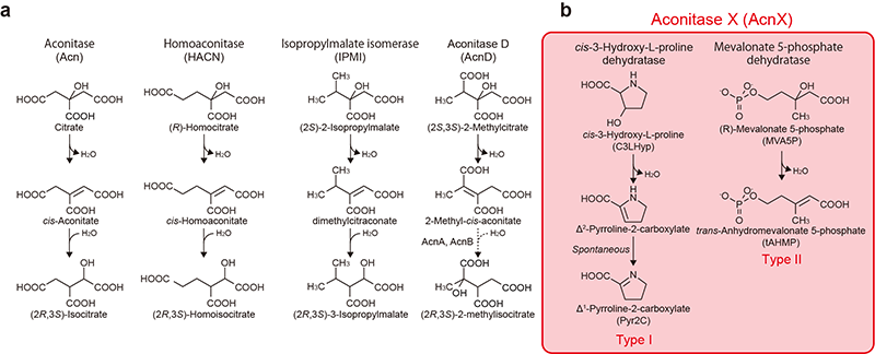 Figure 1. Schematic reactions of aconitase superfamily members.