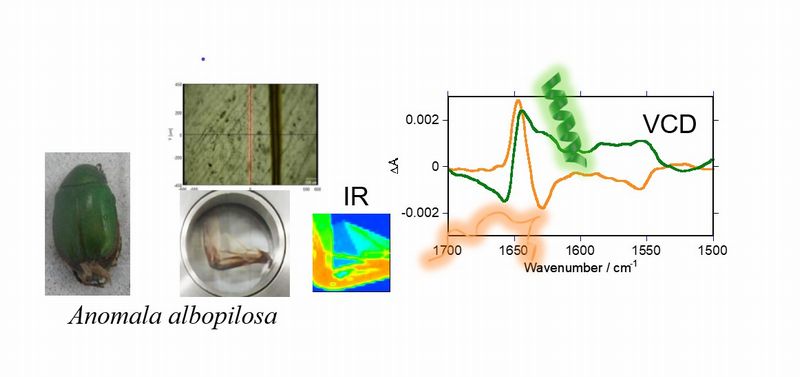 Mapping of Supramolecular Chirality in Insect Wings by Microscopic Vibrational Circular Dichroism Spectroscopy