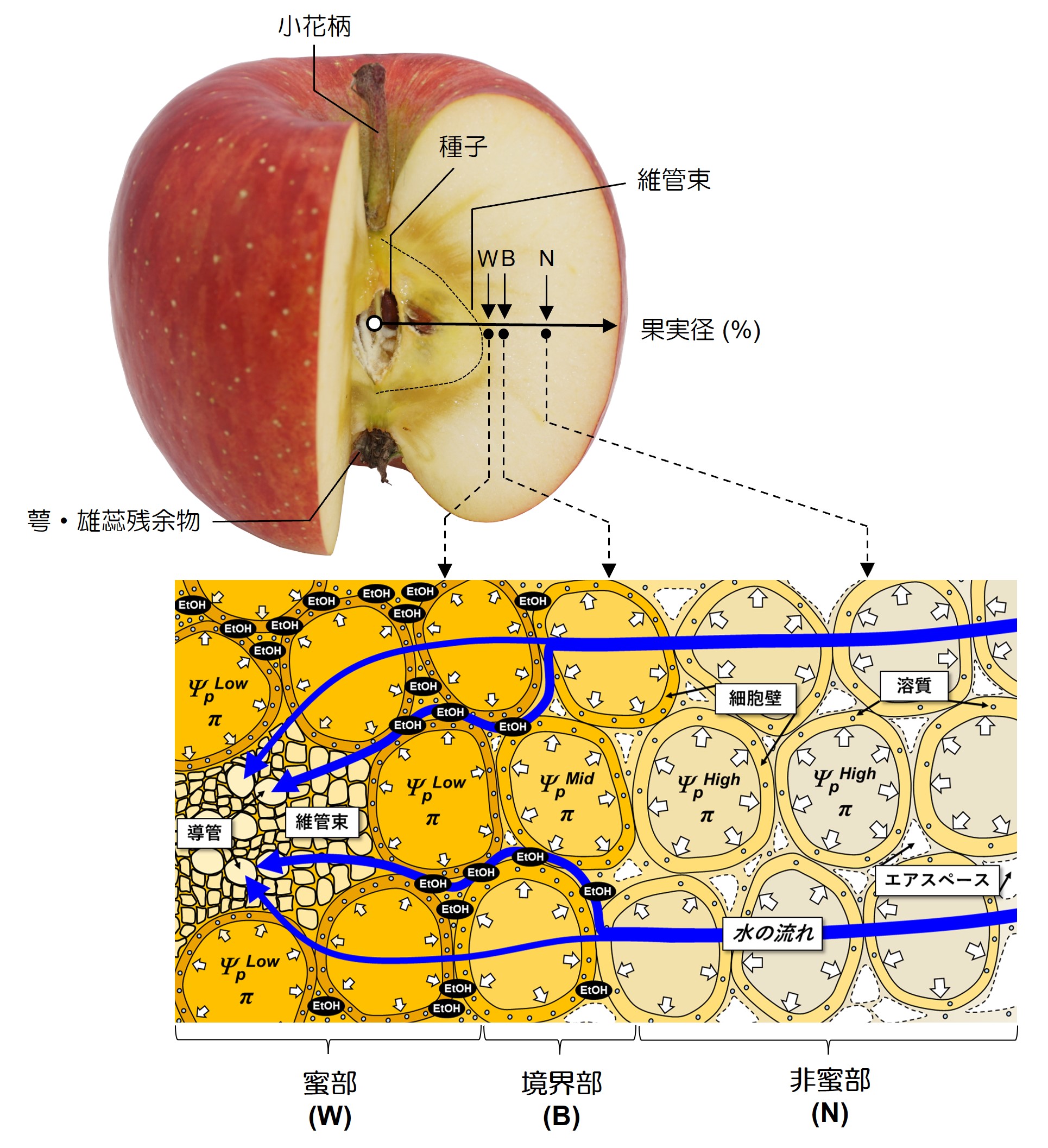 蜜入りリンゴのメカニズム、世界で初めて明らかに！ | 愛媛大学 研究成果ストックサイト