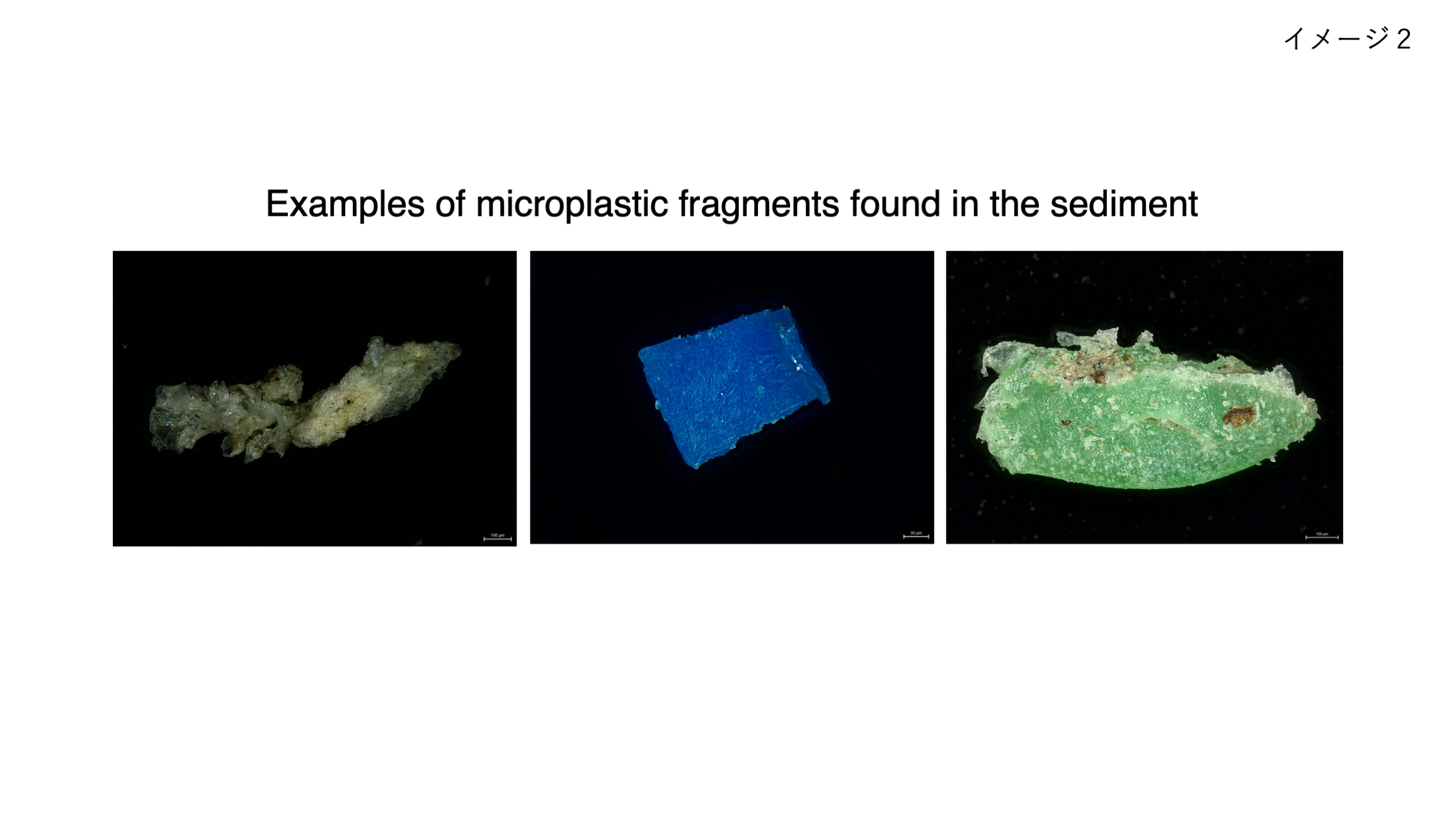 Samples of microplastics from the sediments