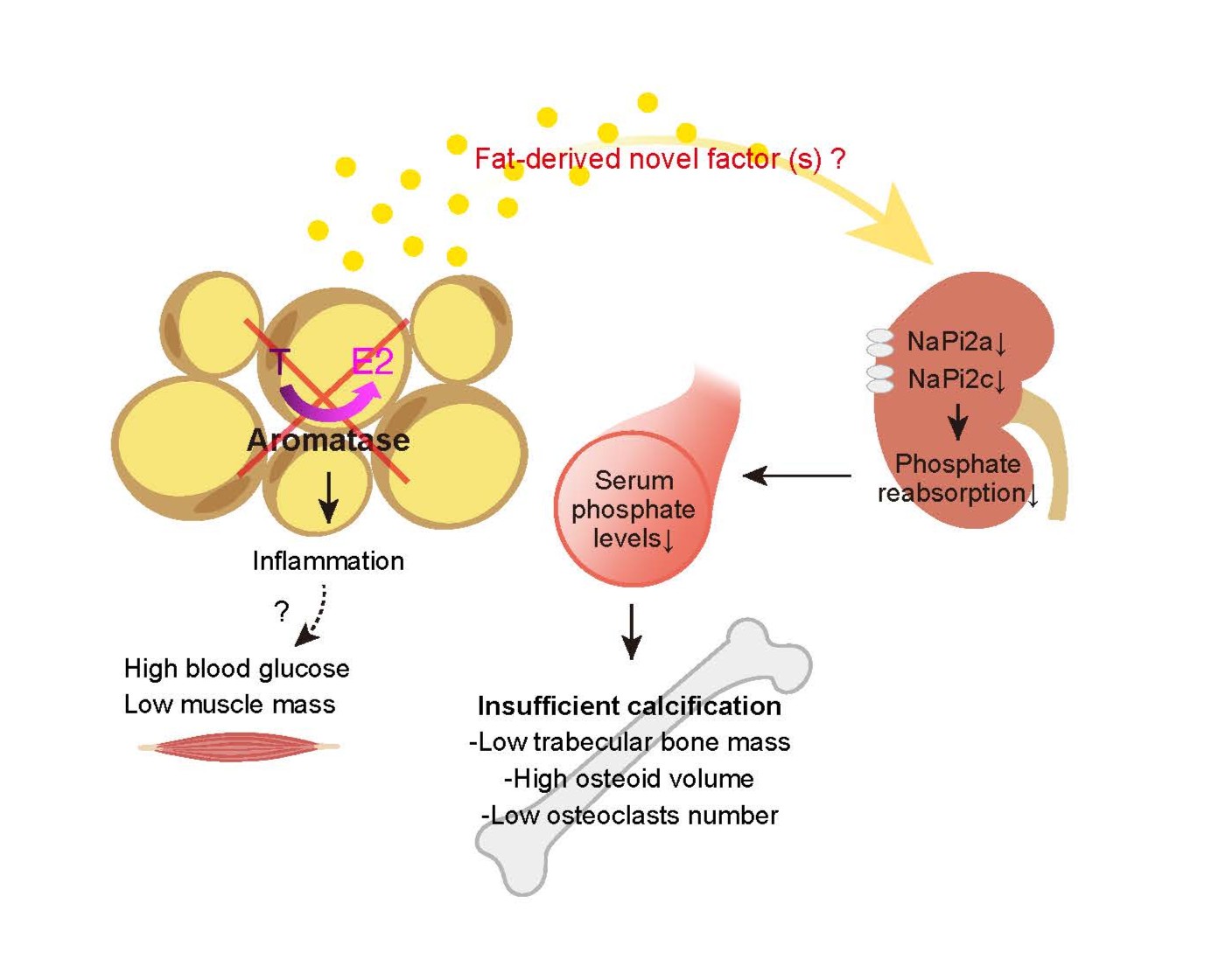 脂肪組織のアロマターゼは、腎臓におけるリン代謝を介して骨量を調節する