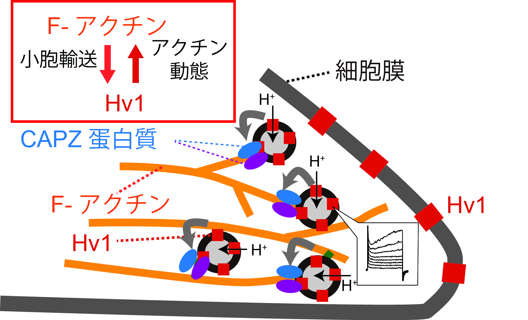 エンドソームのHv1はアクチン細胞骨格を制御する